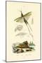 Slant-Faced Grasshopper, 1833-39-null-Mounted Giclee Print