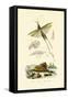 Slant-Faced Grasshopper, 1833-39-null-Framed Stretched Canvas