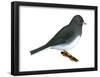 Slate-Colored Junco (Junco Hyemalis), Birds-Encyclopaedia Britannica-Framed Poster