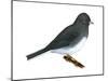 Slate-Colored Junco (Junco Hyemalis), Birds-Encyclopaedia Britannica-Mounted Poster