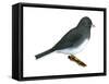 Slate-Colored Junco (Junco Hyemalis), Birds-Encyclopaedia Britannica-Framed Stretched Canvas