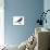 Slate-Colored Junco (Junco Hyemalis), Birds-Encyclopaedia Britannica-Stretched Canvas displayed on a wall