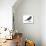 Slate-Colored Junco (Junco Hyemalis), Birds-Encyclopaedia Britannica-Stretched Canvas displayed on a wall