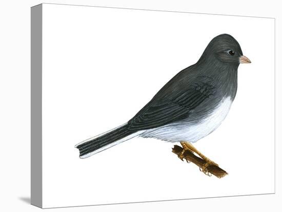 Slate-Colored Junco (Junco Hyemalis), Birds-Encyclopaedia Britannica-Stretched Canvas