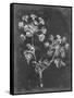 Slate Floral I-Ethan Harper-Framed Stretched Canvas