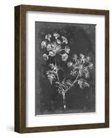 Slate Floral I-Ethan Harper-Framed Art Print