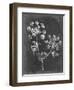 Slate Floral I-Ethan Harper-Framed Art Print