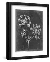 Slate Floral I-Ethan Harper-Framed Art Print
