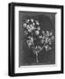 Slate Floral I-Ethan Harper-Framed Art Print