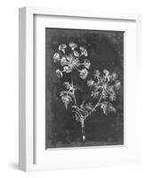 Slate Floral I-Ethan Harper-Framed Art Print