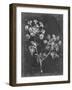 Slate Floral I-Ethan Harper-Framed Art Print