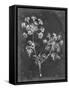 Slate Floral I-Ethan Harper-Framed Stretched Canvas