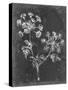 Slate Floral I-Ethan Harper-Stretched Canvas