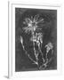 Slate Floral III-Ethan Harper-Framed Art Print