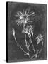 Slate Floral III-Ethan Harper-Stretched Canvas