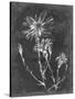 Slate Floral III-Ethan Harper-Stretched Canvas