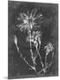 Slate Floral III-Ethan Harper-Mounted Art Print