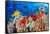 Slate pencil sea urchin on a reef, Maui, Hawaii, Pacific Ocean-David Fleetham-Framed Stretched Canvas