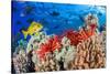 Slate pencil sea urchin on a reef, Maui, Hawaii, Pacific Ocean-David Fleetham-Stretched Canvas