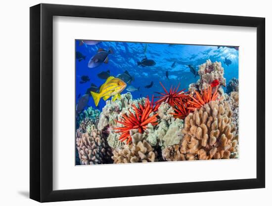 Slate pencil sea urchin on a reef, Maui, Hawaii, Pacific Ocean-David Fleetham-Framed Photographic Print