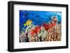 Slate pencil sea urchin on a reef, Maui, Hawaii, Pacific Ocean-David Fleetham-Framed Photographic Print