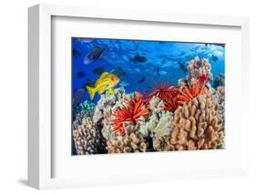 Slate pencil sea urchin on a reef, Maui, Hawaii, Pacific Ocean-David Fleetham-Framed Photographic Print