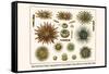 Slate Pencil Sea Urchins, Long Spined Sea Urchin, Hatpin Urchins, Black Sea Urchin, Mine Urchins-Albertus Seba-Framed Stretched Canvas