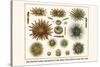 Slate Pencil Sea Urchins, Long Spined Sea Urchin, Hatpin Urchins, Black Sea Urchin, Mine Urchins-Albertus Seba-Stretched Canvas