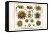 Slate Pencil Sea Urchins, Long Spined Sea Urchin, Hatpin Urchins, Black Sea Urchin, Mine Urchins-Albertus Seba-Framed Stretched Canvas