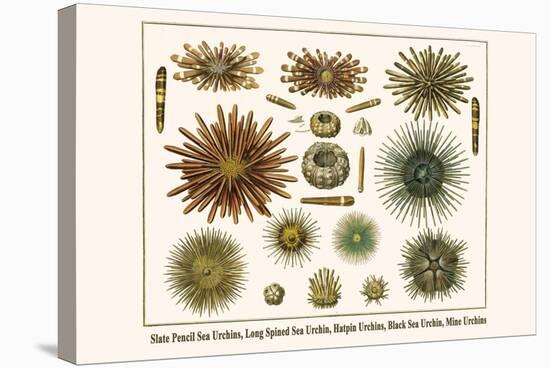 Slate Pencil Sea Urchins, Long Spined Sea Urchin, Hatpin Urchins, Black Sea Urchin, Mine Urchins-Albertus Seba-Stretched Canvas