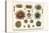 Slate Pencil Sea Urchins, Long Spined Sea Urchin, Hatpin Urchins, Black Sea Urchin, Mine Urchins-Albertus Seba-Stretched Canvas