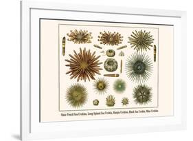 Slate Pencil Sea Urchins, Long Spined Sea Urchin, Hatpin Urchins, Black Sea Urchin, Mine Urchins-Albertus Seba-Framed Art Print