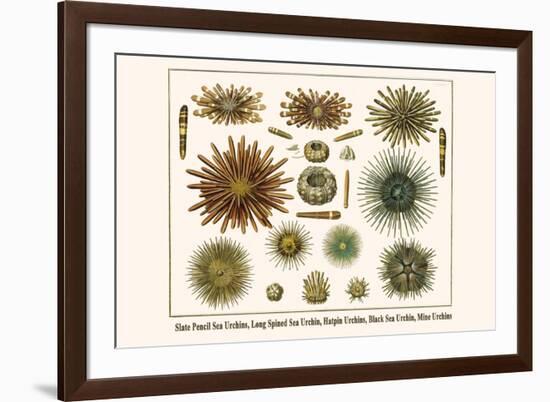 Slate Pencil Sea Urchins, Long Spined Sea Urchin, Hatpin Urchins, Black Sea Urchin, Mine Urchins-Albertus Seba-Framed Art Print