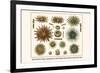 Slate Pencil Sea Urchins, Long Spined Sea Urchin, Hatpin Urchins, Black Sea Urchin, Mine Urchins-Albertus Seba-Framed Art Print