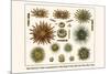 Slate Pencil Sea Urchins, Long Spined Sea Urchin, Hatpin Urchins, Black Sea Urchin, Mine Urchins-Albertus Seba-Mounted Art Print