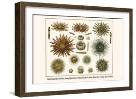 Slate Pencil Sea Urchins, Long Spined Sea Urchin, Hatpin Urchins, Black Sea Urchin, Mine Urchins-Albertus Seba-Framed Art Print