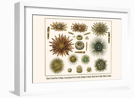 Slate Pencil Sea Urchins, Long Spined Sea Urchin, Hatpin Urchins, Black Sea Urchin, Mine Urchins-Albertus Seba-Framed Art Print