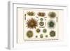 Slate Pencil Sea Urchins, Long Spined Sea Urchin, Hatpin Urchins, Black Sea Urchin, Mine Urchins-Albertus Seba-Framed Art Print