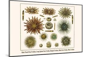 Slate Pencil Sea Urchins, Long Spined Sea Urchin, Hatpin Urchins, Black Sea Urchin, Mine Urchins-Albertus Seba-Mounted Art Print