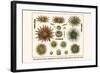 Slate Pencil Sea Urchins, Long Spined Sea Urchin, Hatpin Urchins, Black Sea Urchin, Mine Urchins-Albertus Seba-Framed Art Print