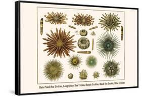 Slate Pencil Sea Urchins, Long Spined Sea Urchin, Hatpin Urchins, Black Sea Urchin, Mine Urchins-Albertus Seba-Framed Stretched Canvas