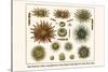 Slate Pencil Sea Urchins, Long Spined Sea Urchin, Hatpin Urchins, Black Sea Urchin, Mine Urchins-Albertus Seba-Stretched Canvas