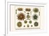 Slate Pencil Sea Urchins, Long Spined Sea Urchin, Hatpin Urchins, Black Sea Urchin, Mine Urchins-Albertus Seba-Framed Premium Giclee Print