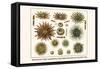 Slate Pencil Sea Urchins, Long Spined Sea Urchin, Hatpin Urchins, Black Sea Urchin, Mine Urchins-Albertus Seba-Framed Stretched Canvas