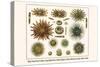 Slate Pencil Sea Urchins, Long Spined Sea Urchin, Hatpin Urchins, Black Sea Urchin, Mine Urchins-Albertus Seba-Stretched Canvas