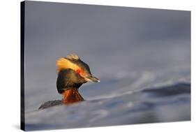 Slavonian Grebe (Podiceps auritus) adult, breeding plumage, swimming between waves, Iceland-Malcolm Schuyl-Stretched Canvas