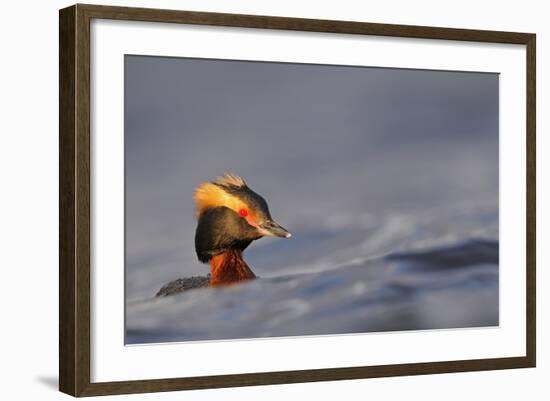 Slavonian Grebe (Podiceps auritus) adult, breeding plumage, swimming between waves, Iceland-Malcolm Schuyl-Framed Photographic Print