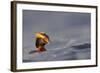 Slavonian Grebe (Podiceps auritus) adult, breeding plumage, swimming between waves, Iceland-Malcolm Schuyl-Framed Photographic Print