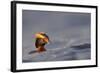 Slavonian Grebe (Podiceps auritus) adult, breeding plumage, swimming between waves, Iceland-Malcolm Schuyl-Framed Photographic Print