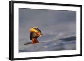 Slavonian Grebe (Podiceps auritus) adult, breeding plumage, swimming between waves, Iceland-Malcolm Schuyl-Framed Photographic Print